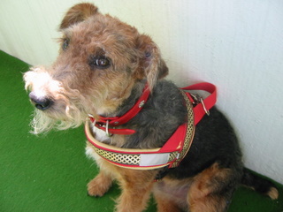 jetzt wurde auch Schnauze und Beine getrimmt, sieht jetzt richtig aus wie ein Terrier, oder?