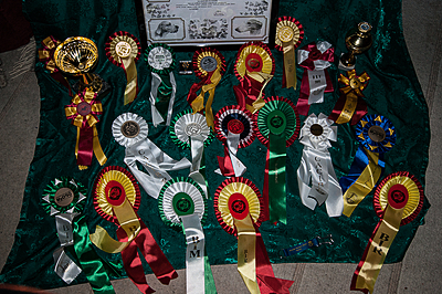 400x266-pokal (1 von 1)-3.jpg