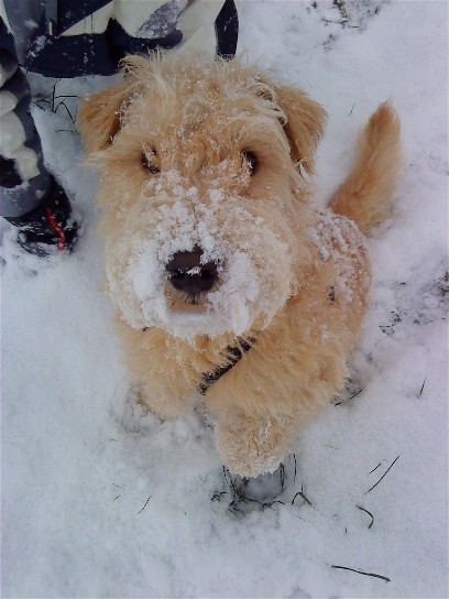 Cosmo im Schnee1.jpg