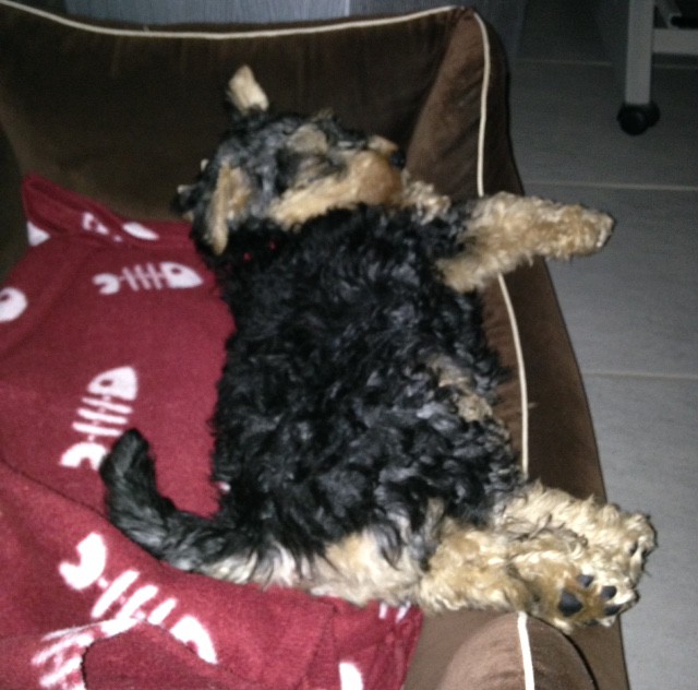 Lucas Körbchen...irgendwie noch viel zu groß