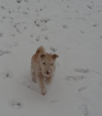 Soviele Spuren im Schnee.