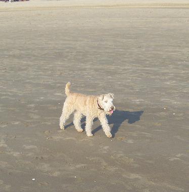 egmond aan zeen 2011 026.jpg